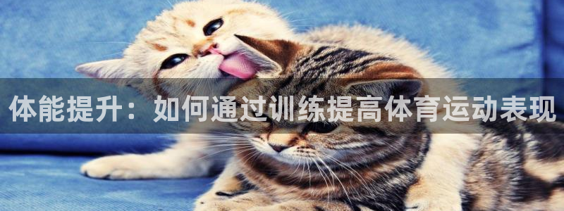 探球体育官网